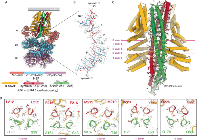 Fig. 3: NSF and ɑ-SNAP engage a 2:1 binary SNARE complex of syntaxin H3 and SNAP-25 SN1 and SN2 SNARE domains under non-hydrolyzing conditions.