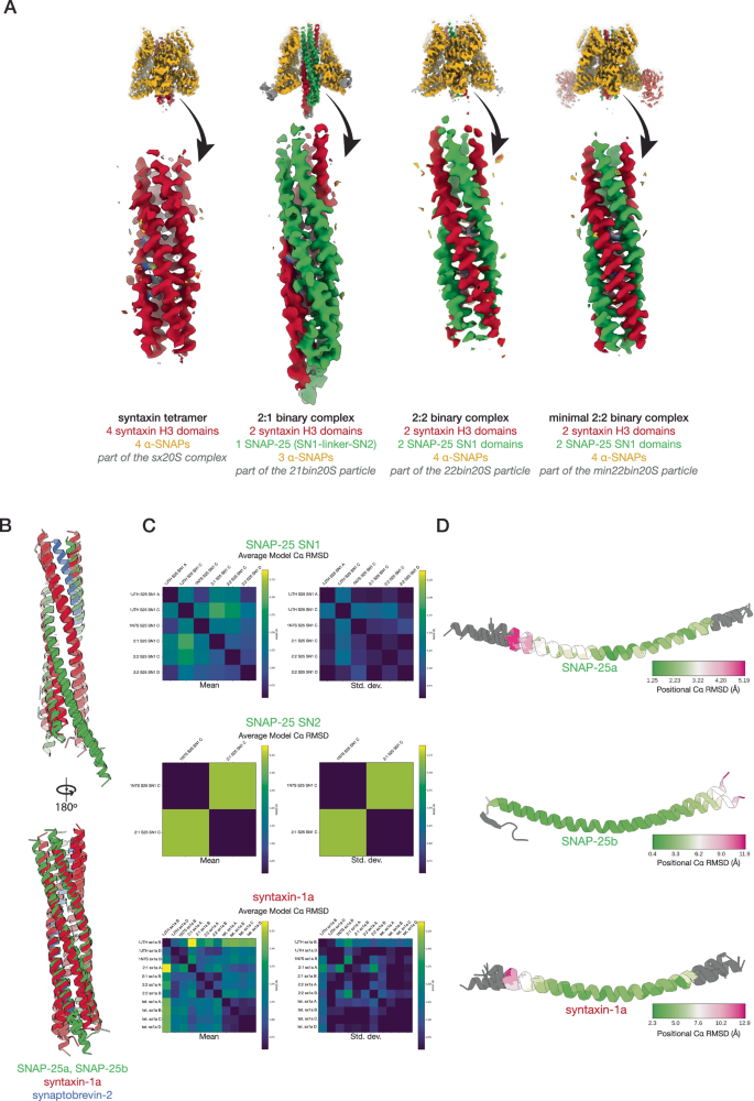 Fig. 5: Reconstruction and comparison of SNARE complexes and sub-complexes.