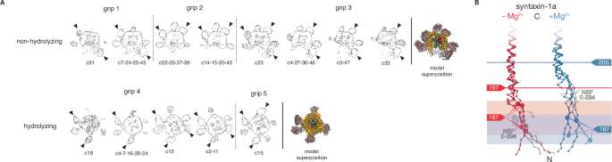 Fig. 6: Multimodal engagement of SNARE substrate by NSF.
