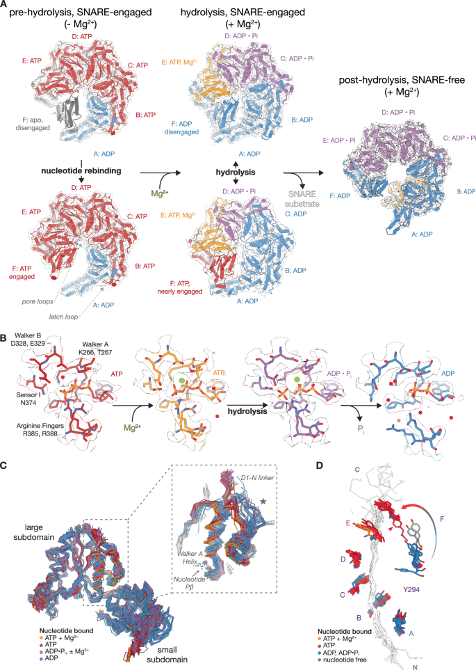 Fig. 7: Comparison of NSF structures under non-hydrolyzing and hydrolyzing conditions reveals the interplay between sequential AAA+ hydrolysis and substrate rebinding.