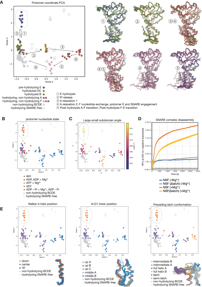 Fig. 8: Principal component analysis of NSF D1 protomer coordinates reveals quantitative mechanistic details of sequential hydrolysis.