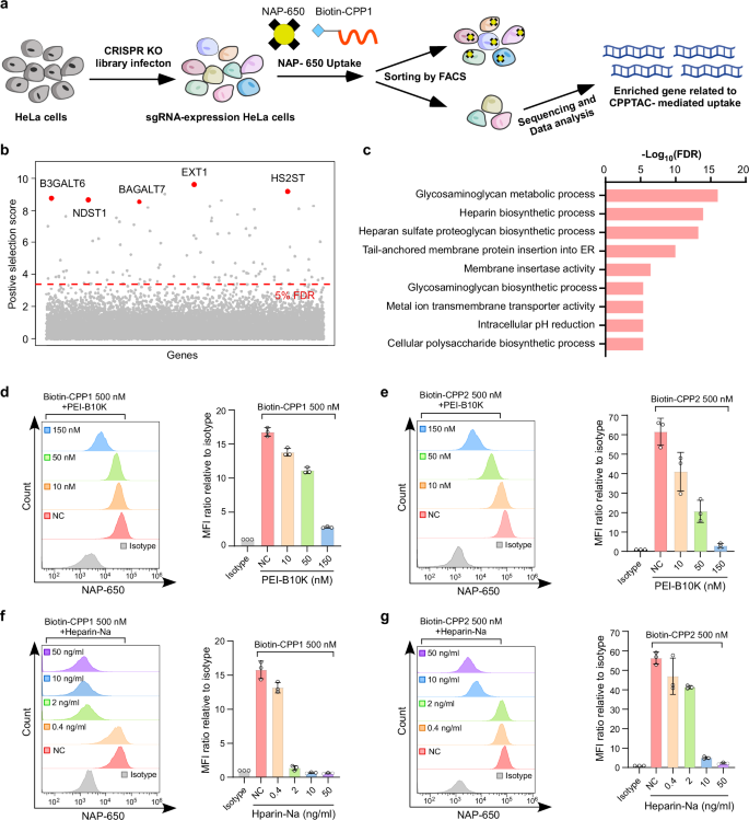 Fig. 2: CPPTACs mediate the internalization of extracellular proteins independently of specific lysosome-targeting receptors (LTRs).