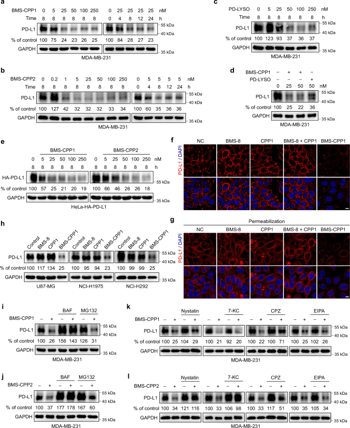 Fig. 3: CPPTACs drive the degradation of PD-L1 through the endo-lysosomal pathway.