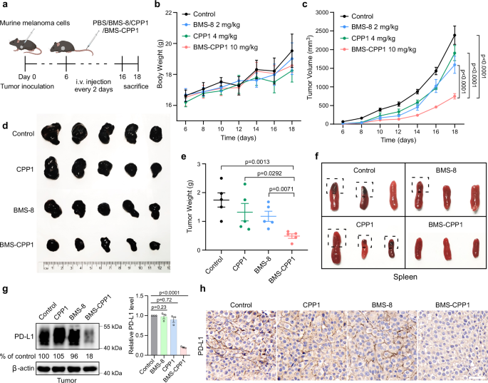 Fig. 4: CPPTAC (BMS-CPP1) exhibits antitumor efficacy in vivo through facilitating the degradation of PD-L1.