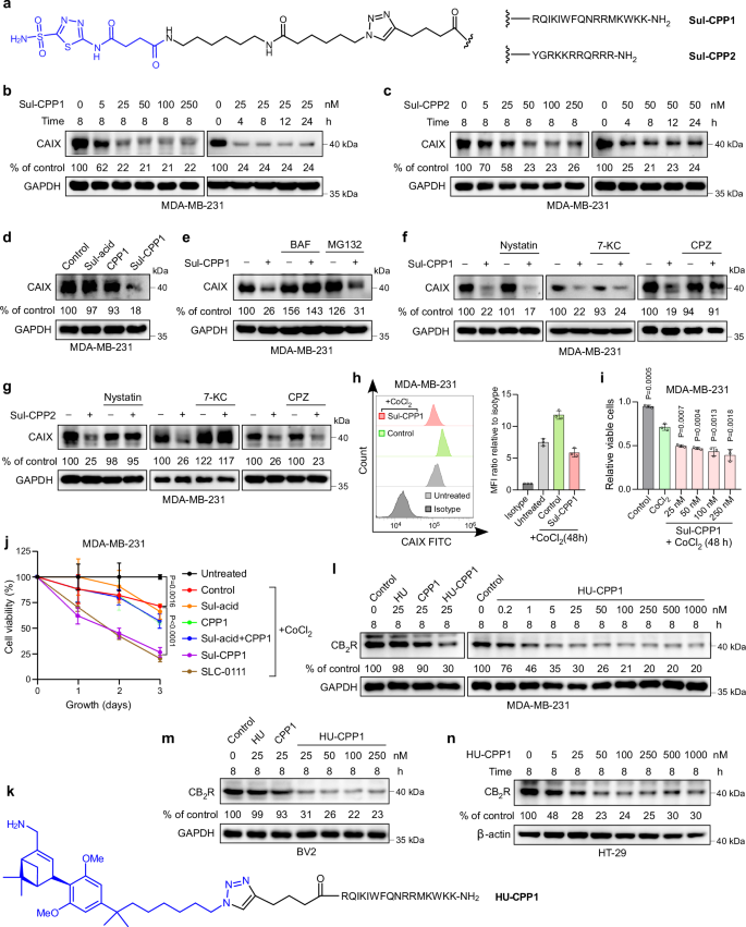 Fig. 5: CPPTACs facilitate the degradation of CAIX and CB2R.
