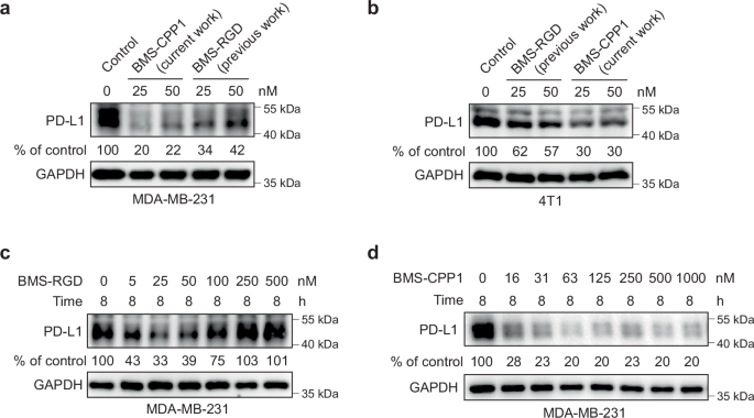 Fig. 6: Comparison of IFLD- and CPPTAC-mediated degradation of PD-L1.
