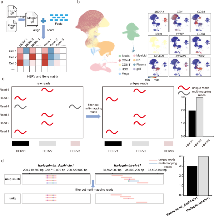 Fig. 1: Single-cell RNA-seq analysis and HERV quantification in PBMCs.