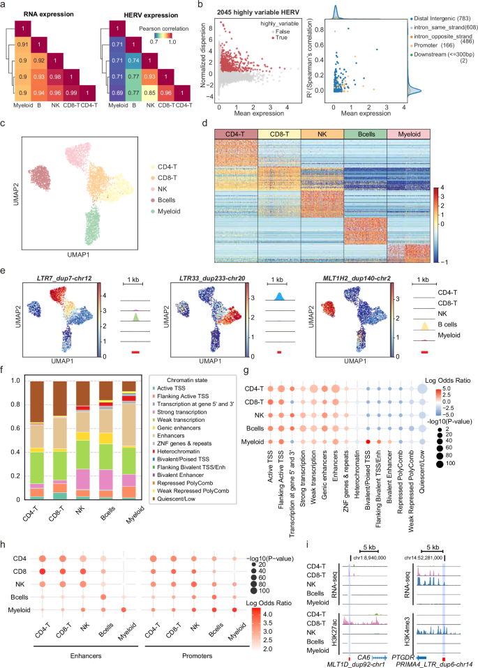 Fig. 3: Characterization and genetic states of cell type-specific HERV expression.
