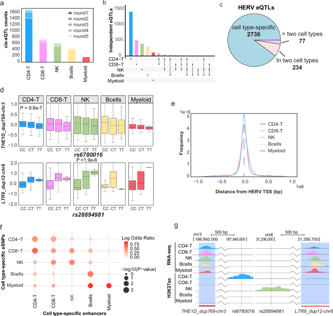 Fig. 4: Cell type-specific eQTLs of HERVs and their genetic states in immune cells.