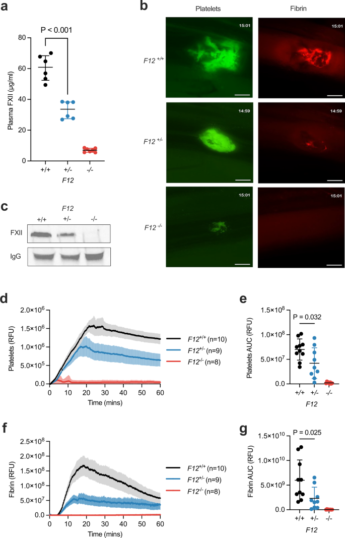 Fig. 5: Effect of F12 heterozygosity on venous thrombus formation in mice.