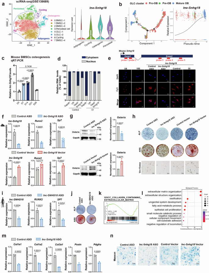 Fig. 2: Snhg18/SNHG18 enhances BMSCs osteogenic differentiation.