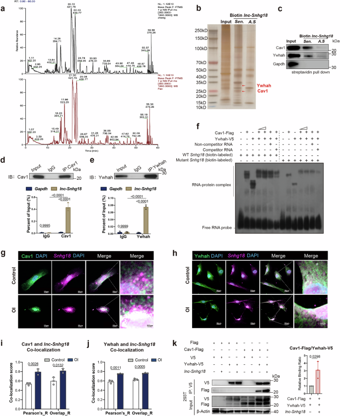 Fig. 3: Snhg18 directly binds Cav1 and Ywhah, enhancing interaction.
