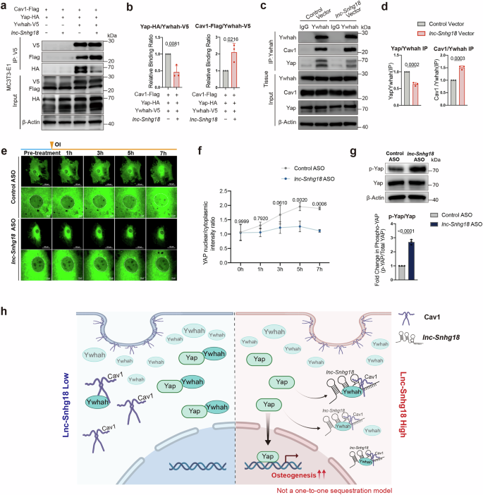 Fig. 4: Snhg18 promotes Ywhah–Yap disruption and Yap nuclear entry.