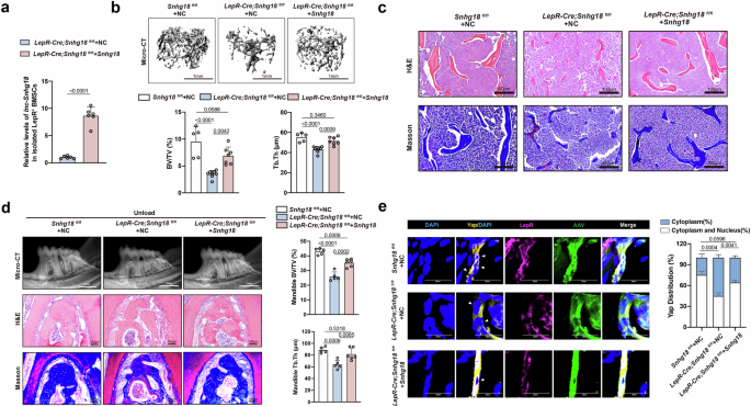 Fig. 6: Snhg18 rescue of bone loss is functionally independent.