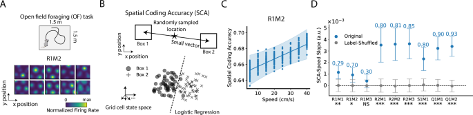 Fig. 1: Grid cell population spatial coding accuracy (SCA) improves with increasing speed.