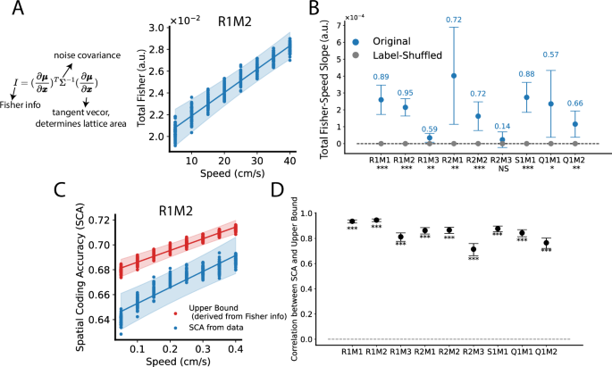 Fig. 5: Grid cells’ (linear) Fisher information increases with increasing running speed.