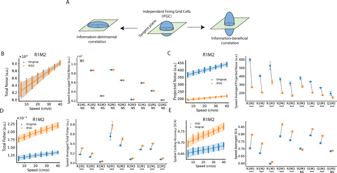 Fig. 6: Noise correlation in grid cells increases noise projection onto the manifold and impairs information coding.