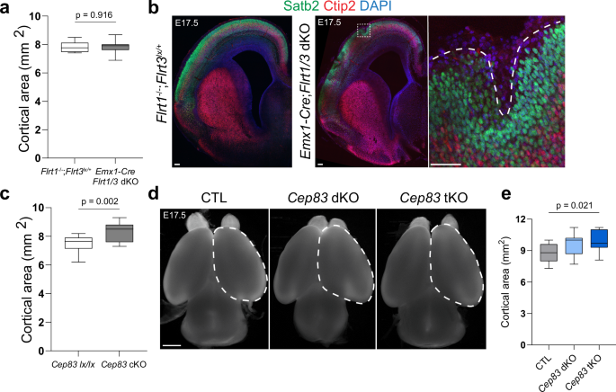Fig. 1: Cortex enlargement induced by Cep83 and Flrt1/Flrt3 deletion.