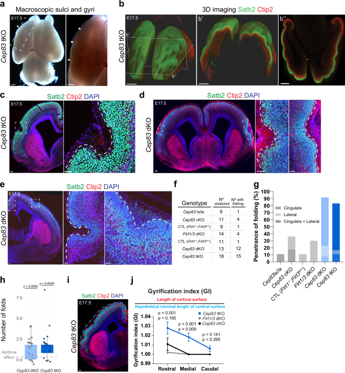 Fig. 2: Loss of Cep83 and Flrt1/Flrt3 enhances sulci-like cortex folding.