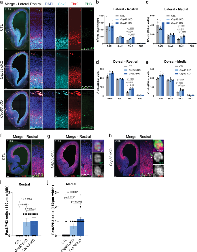 Fig. 3: Increased intermediate progenitors in Cep83 tKO and Cep83 dKO mice.