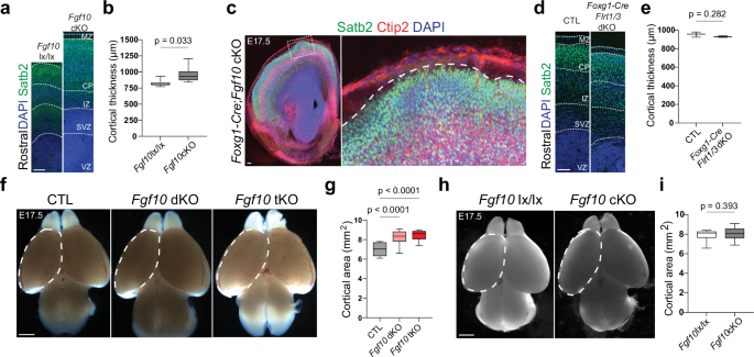 Fig. 4: Cortex enlargement induced by Fgf10 and Flrt1/Flrt3 deletion.