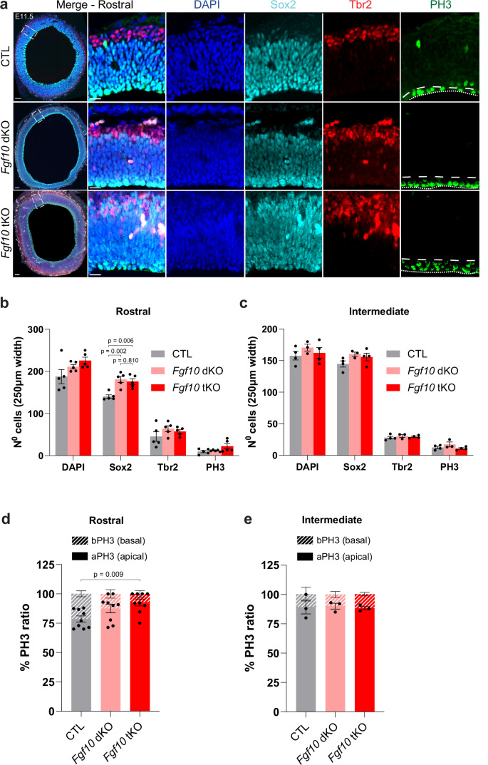 Fig. 6: Progenitor expansion in Fgf10 tKO and Fgf10 dKO embryos at E11.5.