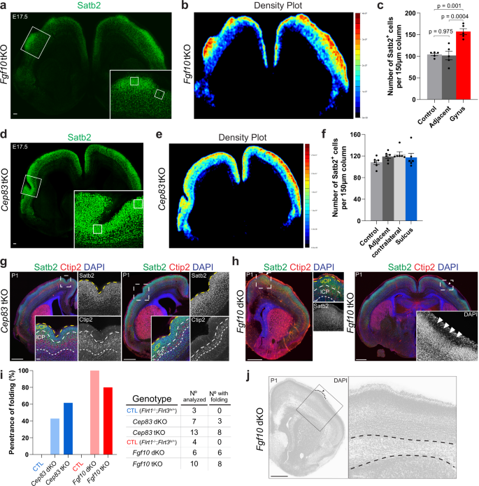 Fig. 7: Higher cell density in gyri of Fgf10 tKO mice.