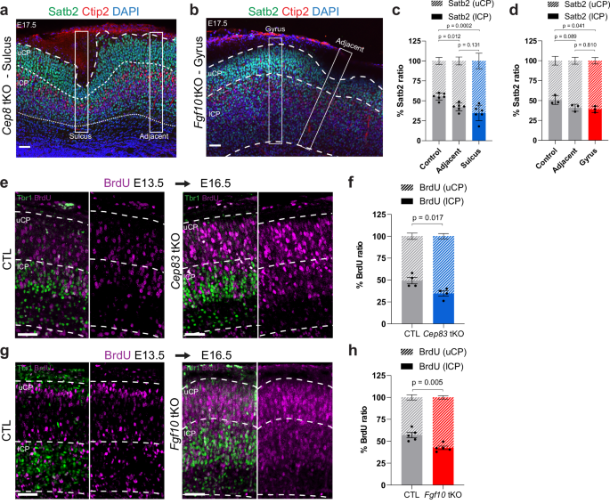 Fig. 8: Increased proportion of upper-layer neurons in the cortical plate of Cep83 and Fgf10 tKO embryos.