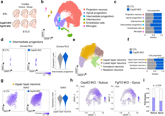 Fig. 9: scRNAseq analysis of Cep83 and Fgf10 tKO cortical populations in folded regions.
