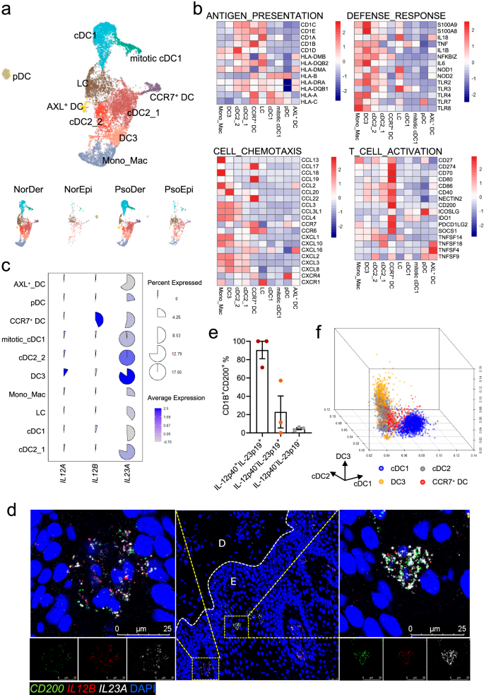 Fig. 2: CCR7+ DC dominantly produce IL-23 in psoriatic skin.