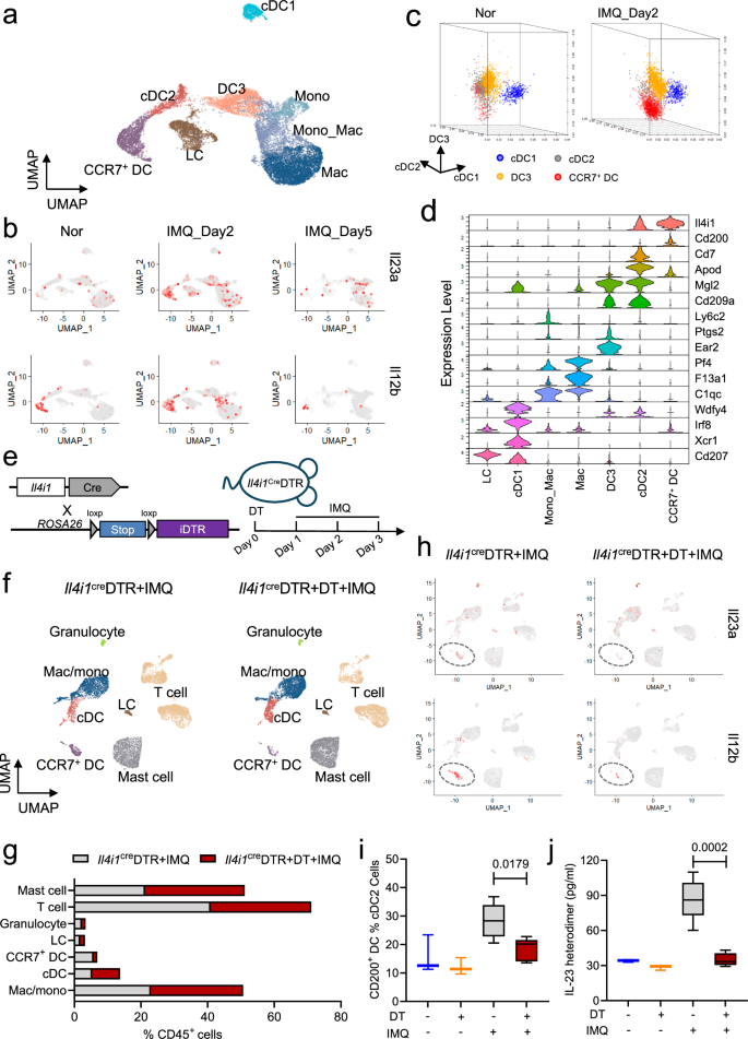 Fig. 3: CCR7+ DC ablation disables IL-23 signaling in psoriasis-like mouse skin.