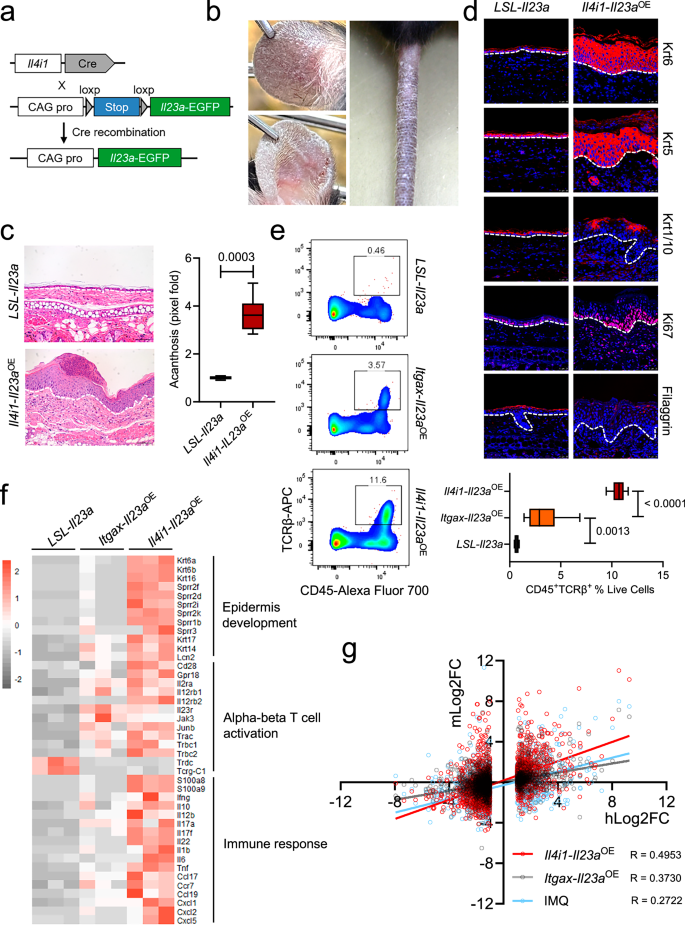 Fig. 4: Il23a overexpression in CCR7+ DC elicits psoriasis-like skin disease.