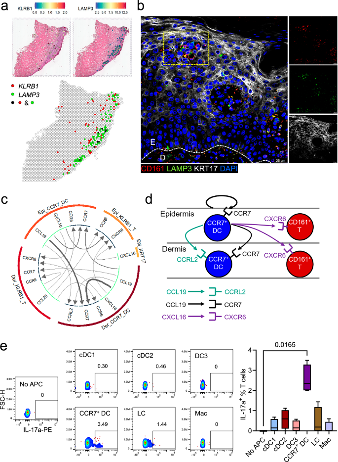 Fig. 6: CCR7+ DC define a type 17 spatial module in psoriatic epidermis.
