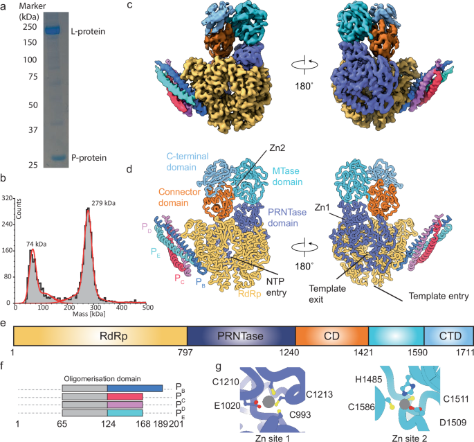 Fig. 1: Structure of the RNA free BoDV-1 L-P complex.