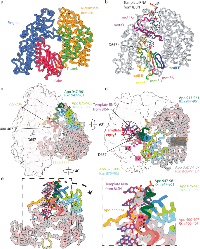 Fig. 2: Details of the L-protein RdRp and PRNTase domains.