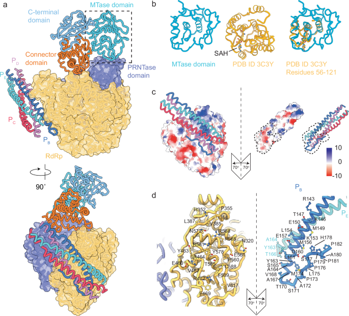 Fig. 4: Interactions of the BoDV-1 L-P complex.