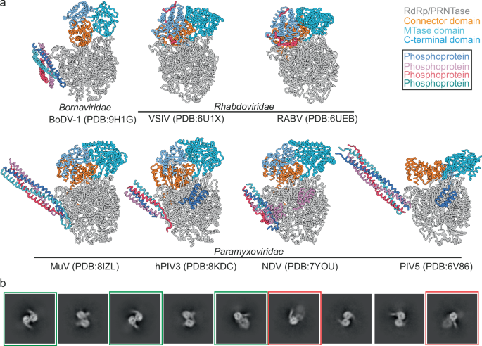 Fig. 5: Conformations of LP complexes and oligomerisation of the BoDV-1 LP.