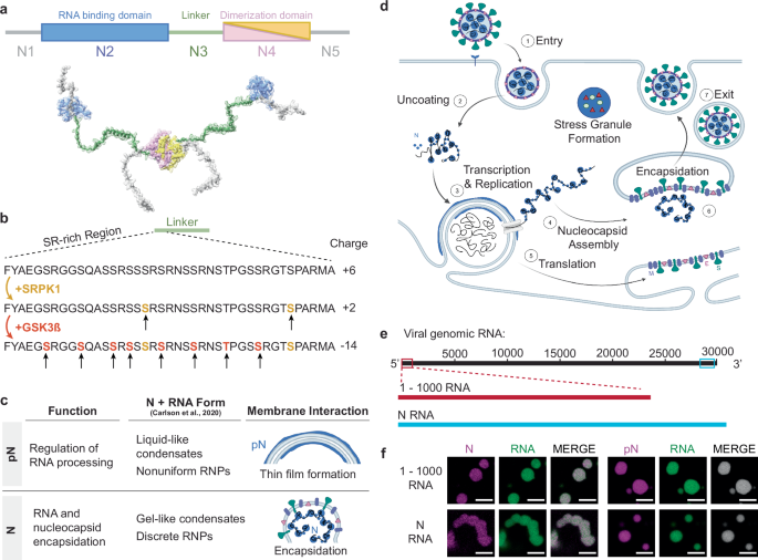 Fig. 1: Phosphorylation of the SARS-CoV-2 Nucleocapsid protein (N).