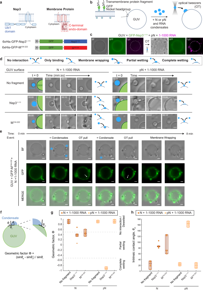 Fig. 2: N condensate interaction with membranes.