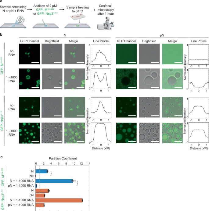 Fig. 3: N and pN interaction with membrane proteins, M and Nsp3.