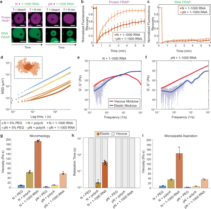 Fig. 4: Phosphorylation modulates material properties of N and RNA condensates.