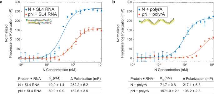 Fig. 5: N protein phosphorylation weakens RNA binding affinity.