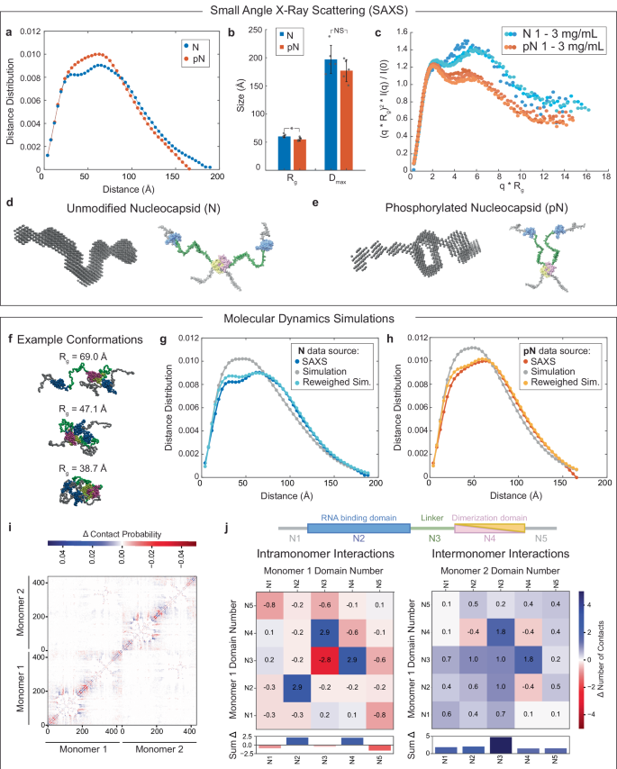 Fig. 6: N protein phosphorylation weakens RNA binding affinity due to change in protein conformation.