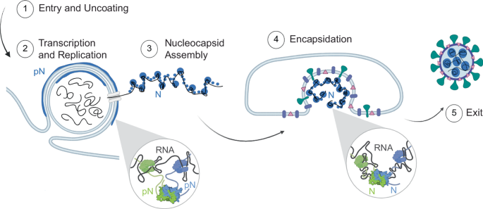 Fig. 7: Model of N protein form and membrane-associated state during the viral lifecycle.