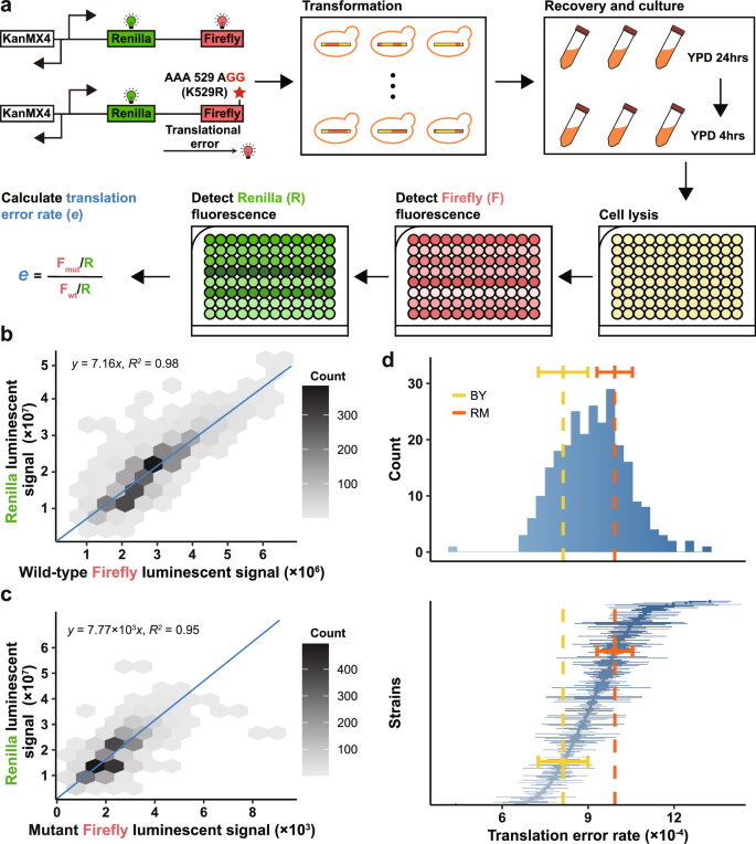 Fig. 3: Experimental measurement of translation error rate.