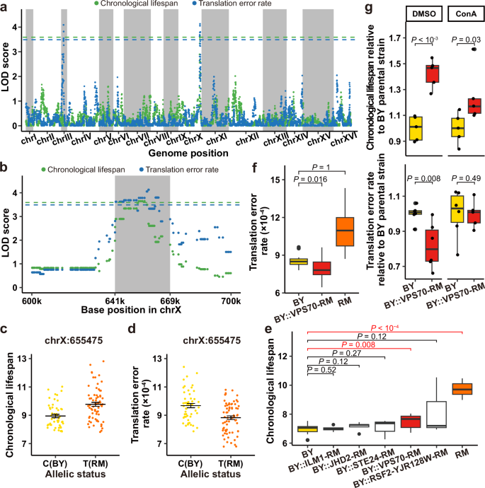 Fig. 5: QTL mapping identified VPS70 as the gene underlying the correlation between longevity and translational fidelity.