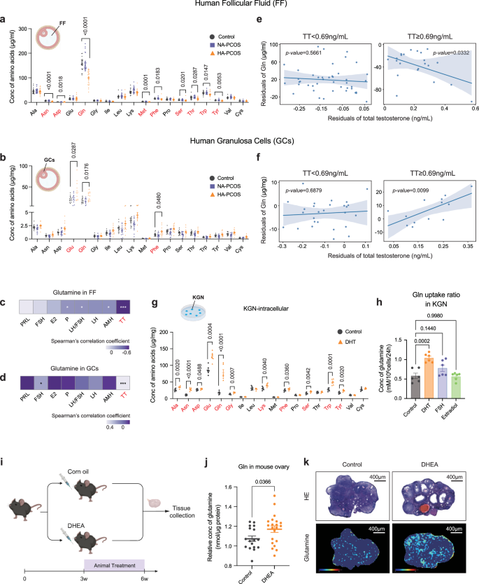 Fig. 1: The Gln uptake increases in GCs of HA-PCOS patients and the ovaries of PCOS-like mice.
