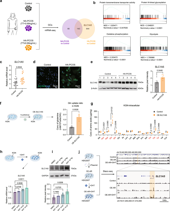 Fig. 2: The SLC1A5-dependent Gln uptake is induced by androgen.
