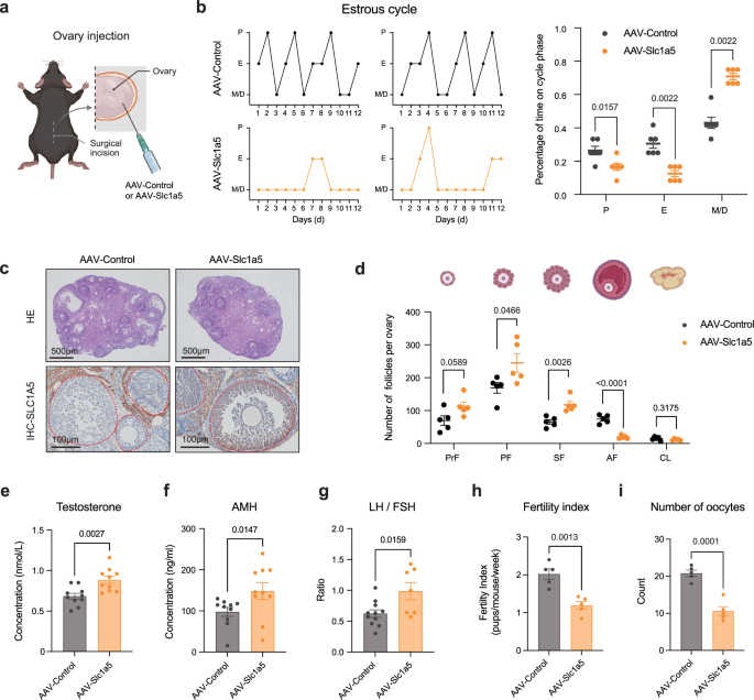 Fig. 3: SLC1A5 overexpression in mouse ovaries induces PCOS-like traits and impairs follicle development.