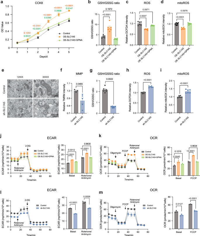 Fig. 5: SLC1A5 mediates energy metabolism and drives α-KG accumulation.